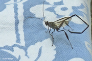 5th Aug 2024 - American pelecinid wasp