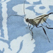 American pelecinid wasp