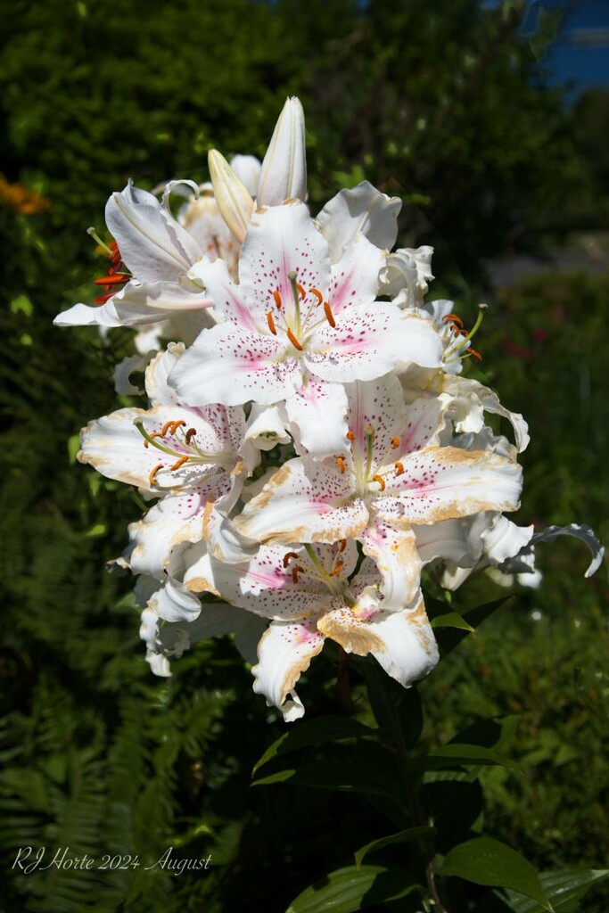 Flower from the 4 Mile Pub by horter