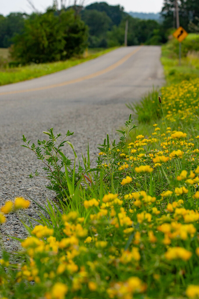 The Long and Winding Road by frodob