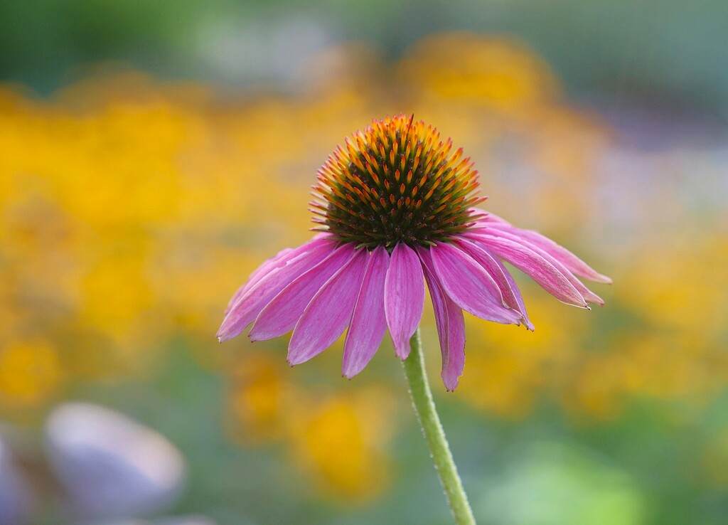 One Coneflower by lynnz