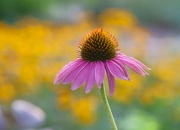 5th Aug 2024 - One Coneflower