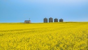 20th Jul 2024 - Fields of Gold