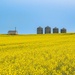 Fields of Gold by farmreporter