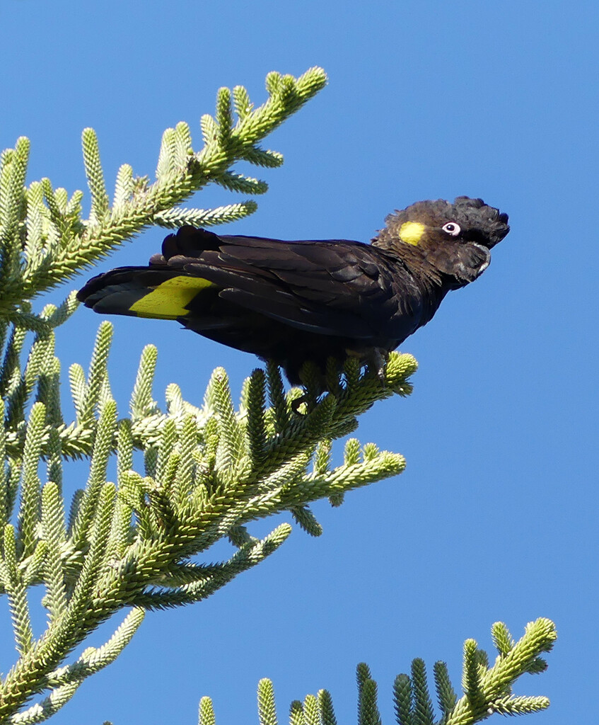 Yellow Tailed Black Cockatoo by onewing