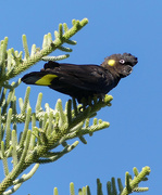 6th Aug 2024 - Yellow Tailed Black Cockatoo