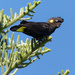 Yellow Tailed Black Cockatoo by onewing