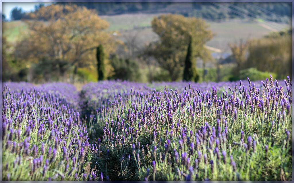 Lavender as far as the eye could see by ludwigsdiana