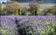 5th Aug 2024 - Lavender as far as the eye could see