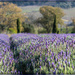 Lavender as far as the eye could see by ludwigsdiana