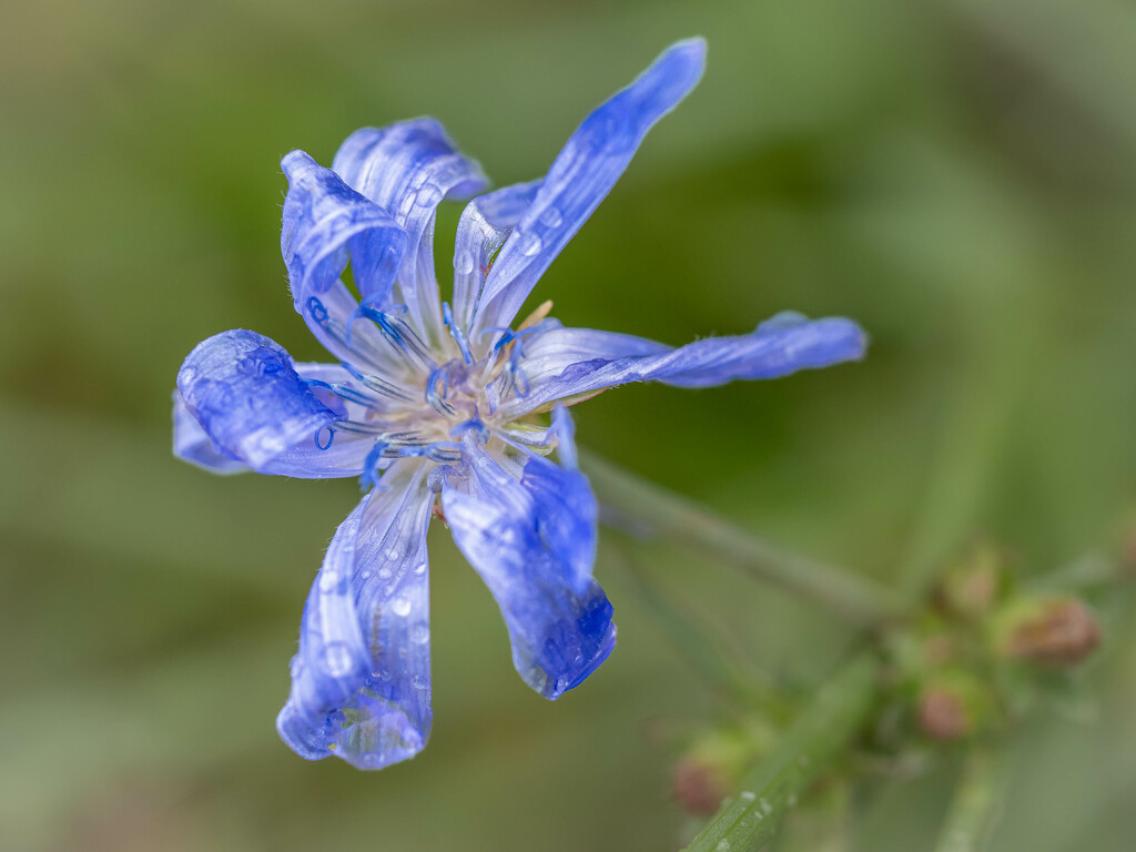 After rain by haskar