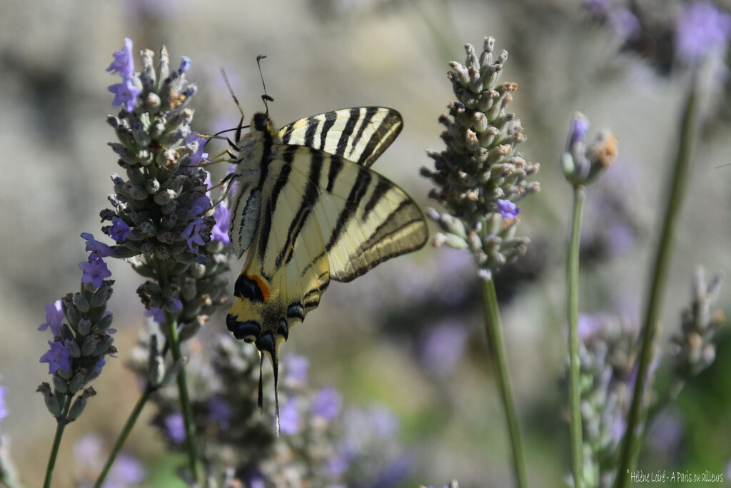 Old world swallowtail by parisouailleurs