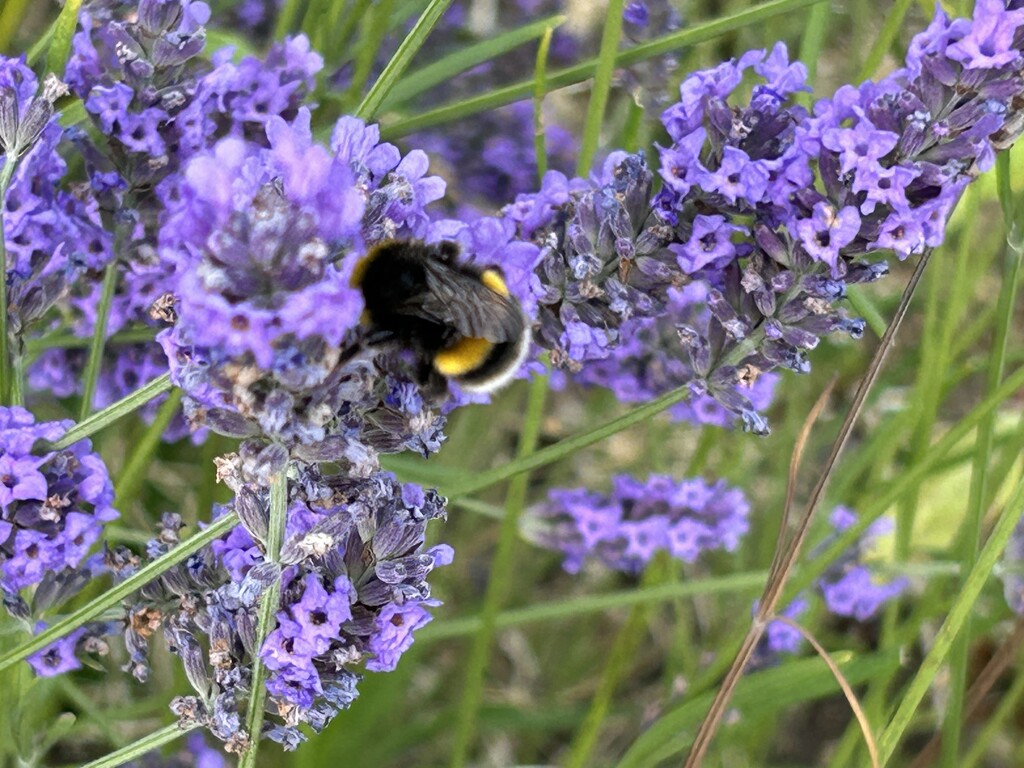 Lavender and Bumble Bee by phil_sandford