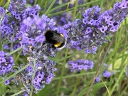 5th Aug 2024 - Lavender and Bumble Bee