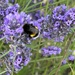 Lavender and Bumble Bee by phil_sandford