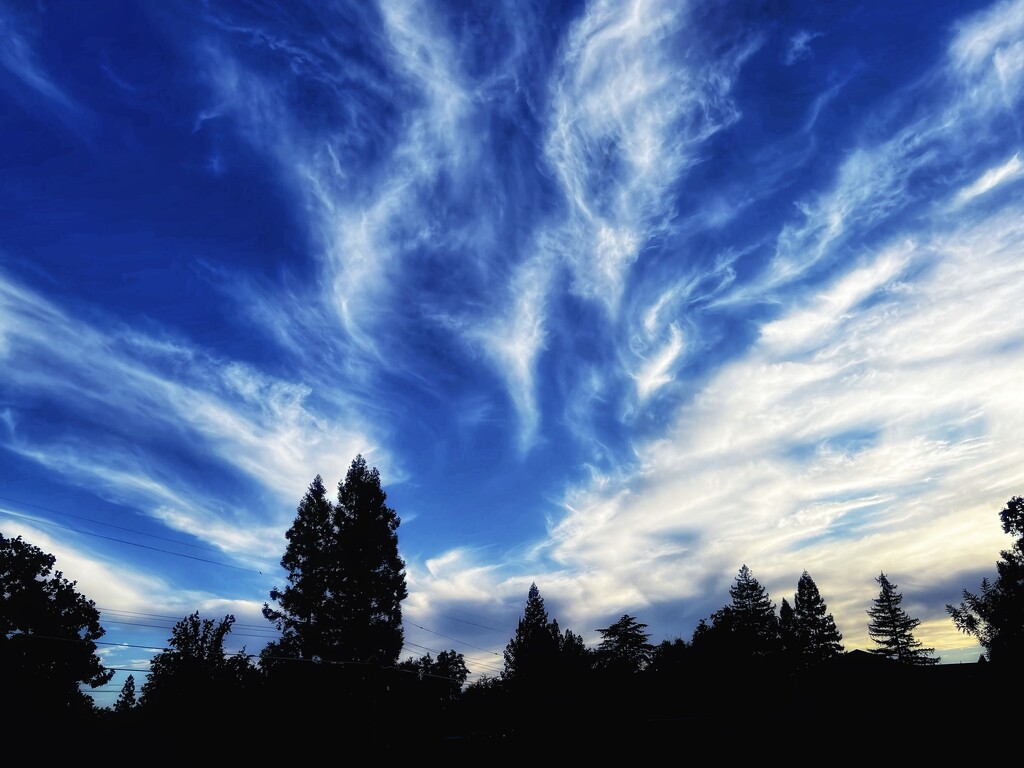 Wispy Strips of White by gardenfolk