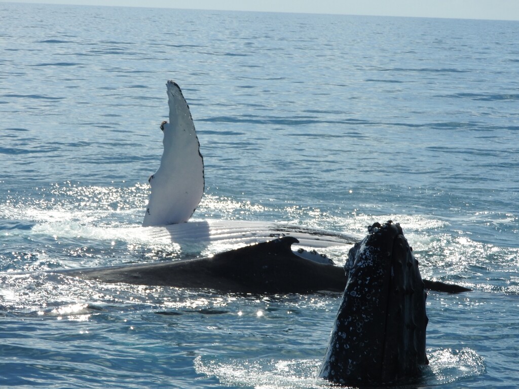 Trio of Whales by elf