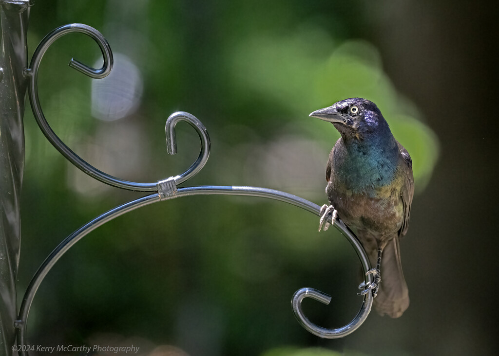 Common Grackle by mccarth1