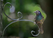 5th Aug 2024 - Common Grackle