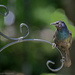 Common Grackle by mccarth1