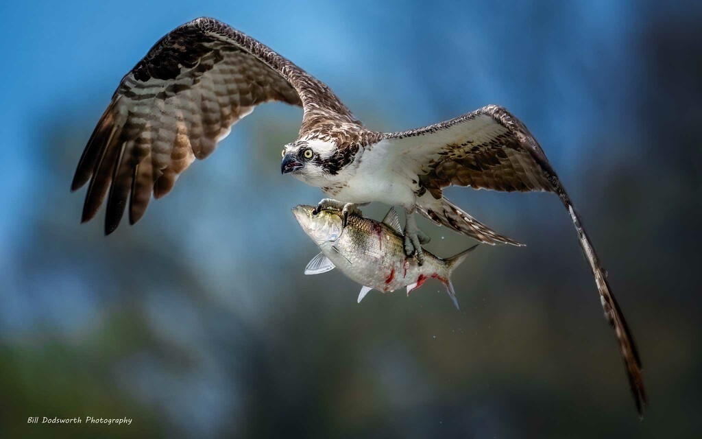 Osprey On the Rappahannock River by photographycrazy