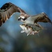 Osprey On the Rappahannock River by photographycrazy