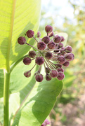 6th Aug 2024 - Lakeside Milkweek Buds