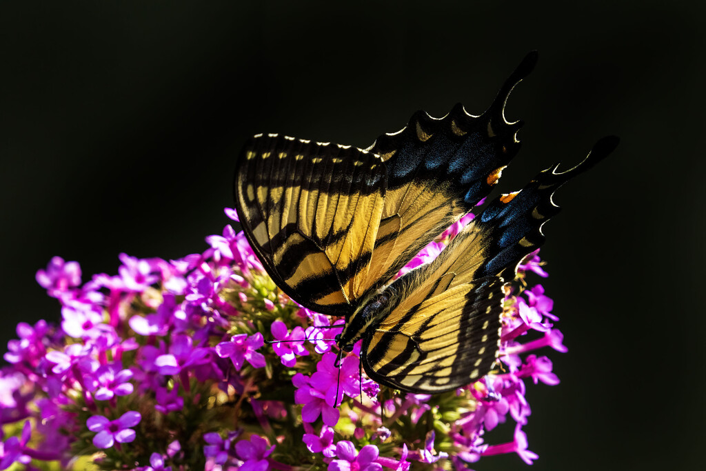 Tiger Dive by kvphoto