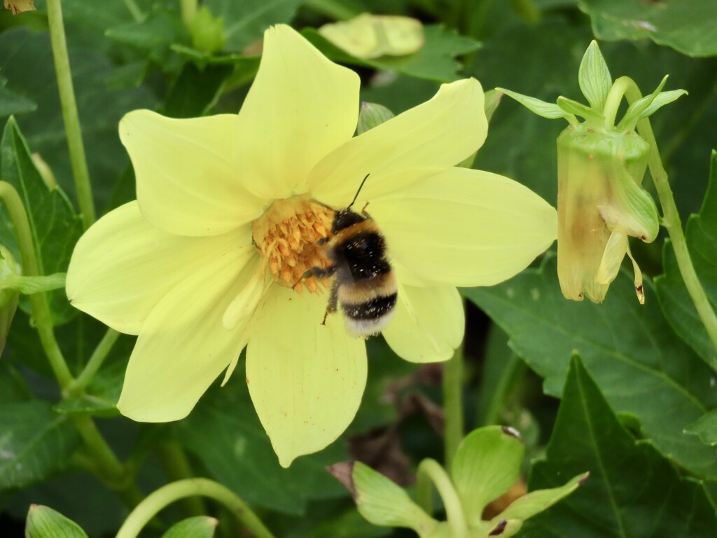 Hard working bee by orchid99