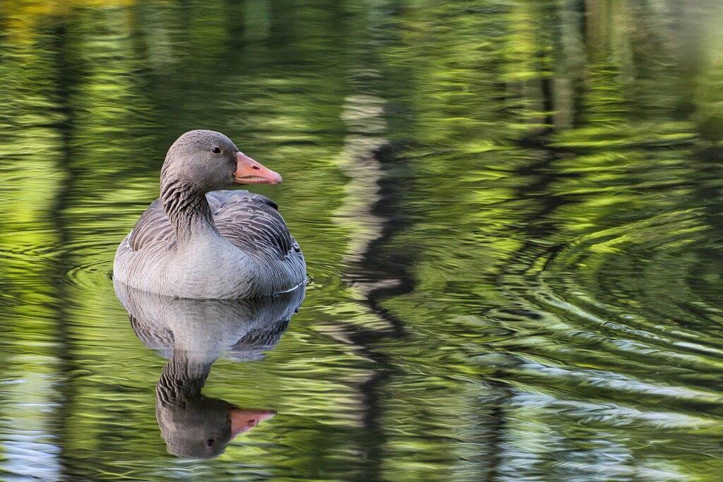 Greylag goose by okvalle