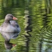 Greylag goose by okvalle