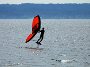 6th Aug 2024 - Catching The Wind...