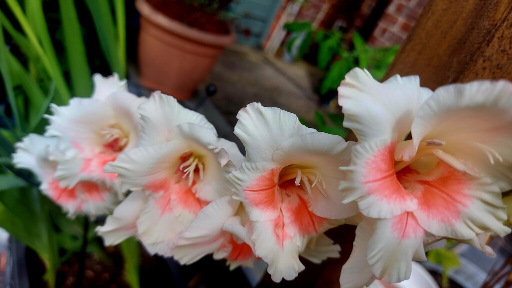 Gladioli  by antmcg69