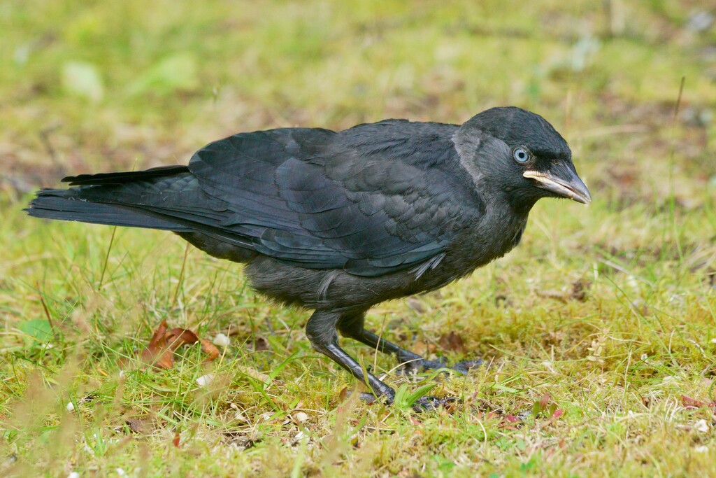 YOUNG JACKDAW by markp