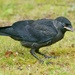 YOUNG JACKDAW by markp