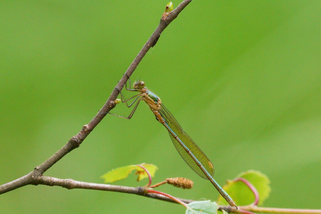 EMERALD DAMSELFLY  by markp