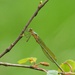 EMERALD DAMSELFLY 