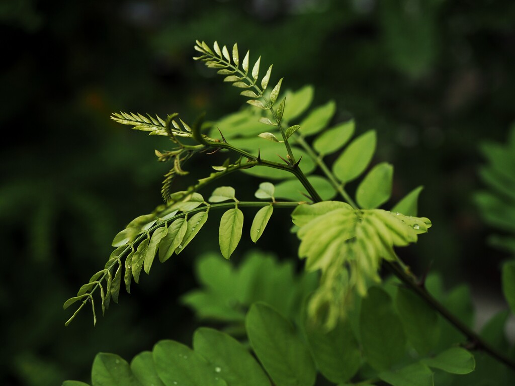 Greens by monikozi