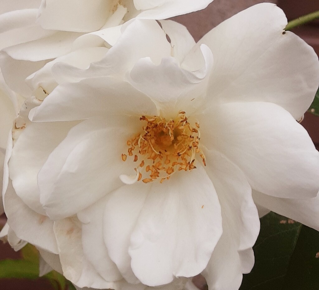 A white rose from the garden. by grace55