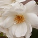 A white rose from the garden. by grace55