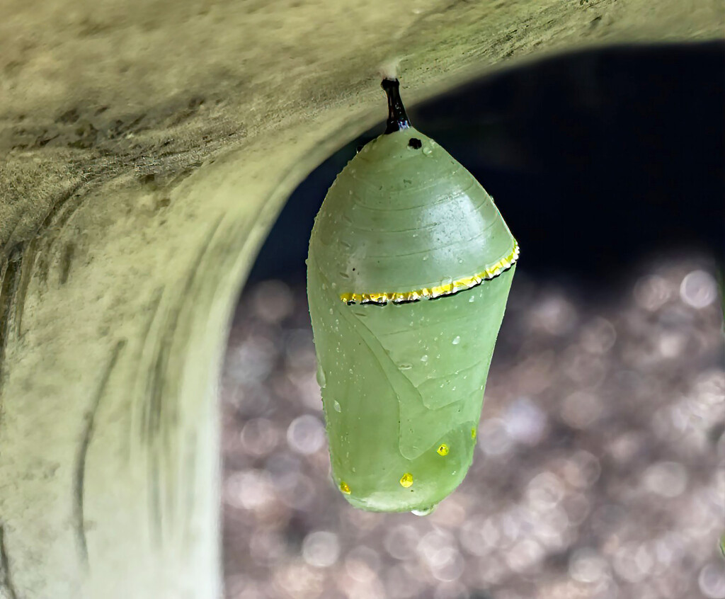 Monarch Butterfly Chrysalis by paintdipper