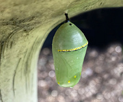 6th Aug 2024 - Monarch Butterfly Chrysalis