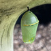 Monarch Butterfly Chrysalis by paintdipper