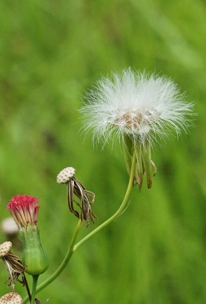 Make a Wish by photohoot