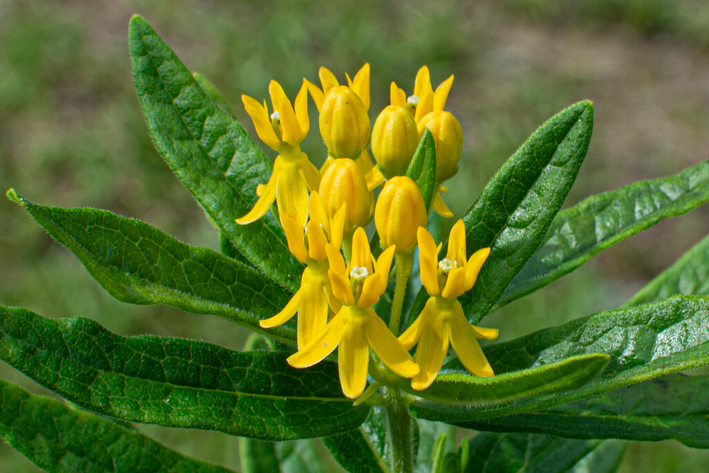 Butterfly weed... by thewatersphotos