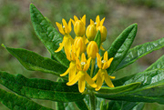 3rd Aug 2024 - Butterfly weed...