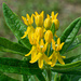 Butterfly weed... by thewatersphotos