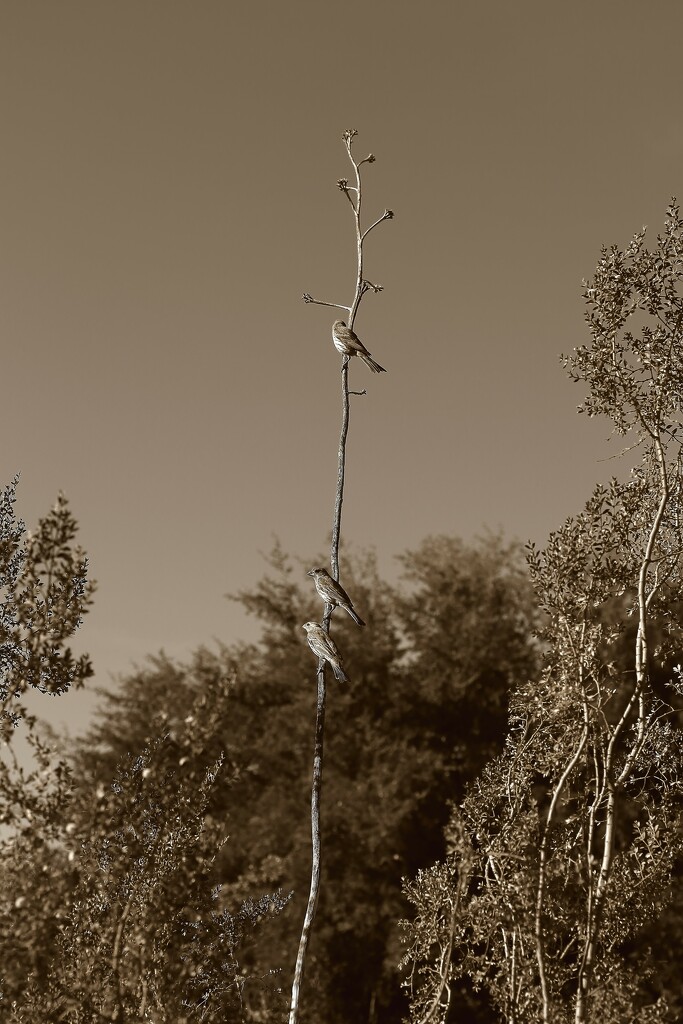 birds on a yucca branch by blueberry1222