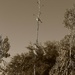 birds on a yucca branch by blueberry1222