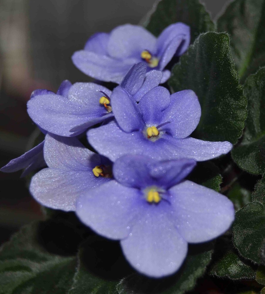 African Violet by arkensiel